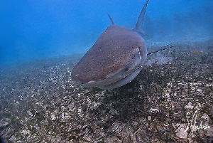 Yes, another Tiger Shark image from guess where ? This im... by Steven Anderson 